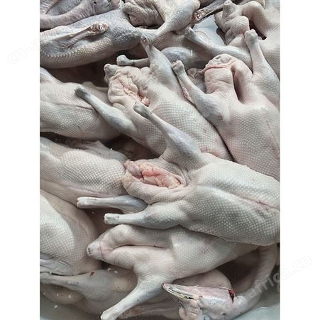 烤鹅专用老鹅 批发冻黑棕鹅 冰鲜鹅 多肉鹅脚翅 鲜鹅皇