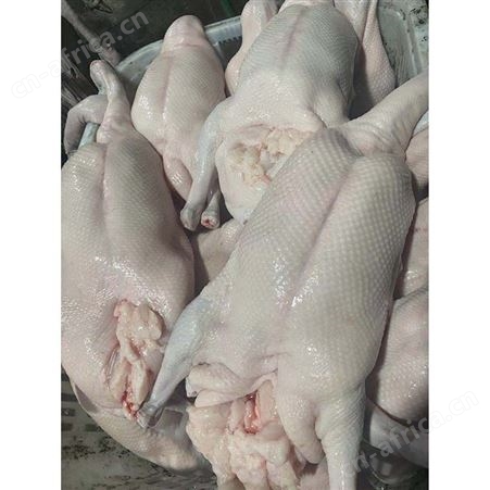 净膛鹅 去膛黑棕鹅 冰鲜鹅 食品黑棕鹅 鲜鹅皇