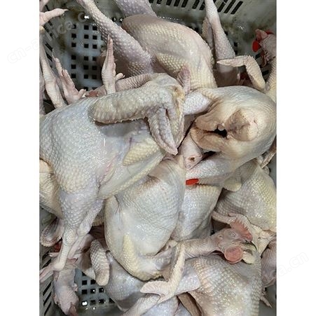 新鲜黑棕鹅现 冷冻光鹅 批发老鹅鹅头 黑棕鹅 鲜鹅皇