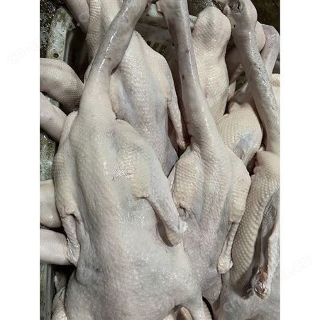 烤鹅专用老鹅 批发冻黑棕鹅 冰鲜鹅 多肉鹅脚翅 鲜鹅皇