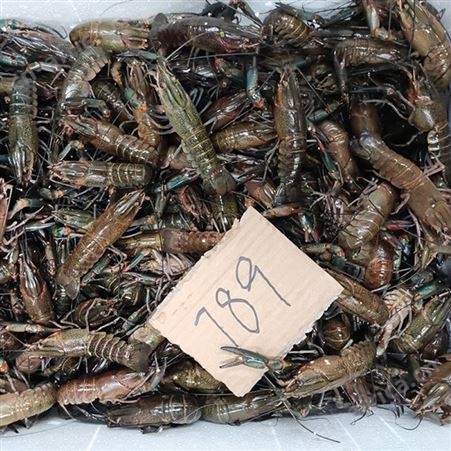潜江澳洲淡水小龙虾11月新货7钱到9钱规格人工养殖澳龙价格34元每斤