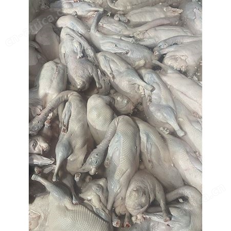 烤鹅专用老鹅 黑棕鹅价格 新鲜光鹅 卤鹅翅食材 鲜鹅皇