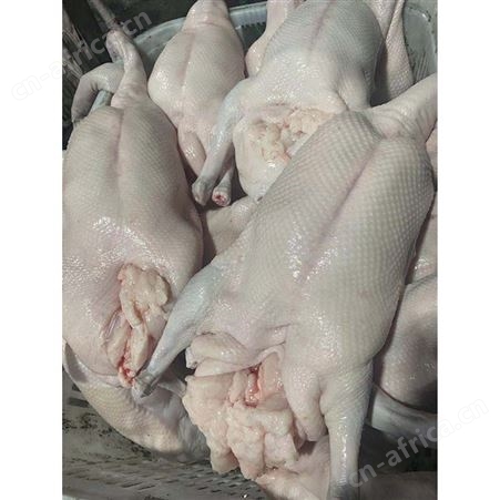 正宗黑棕鹅 冰冻鹅 白条烧鹅 卤鹅翅食材 鲜鹅皇