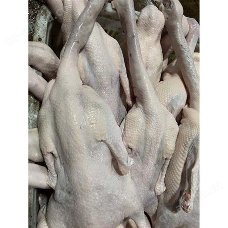 正宗黑棕鹅 冰冻鹅 白条烧鹅 卤鹅翅食材 鲜鹅皇