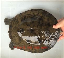 荆门龟鳖