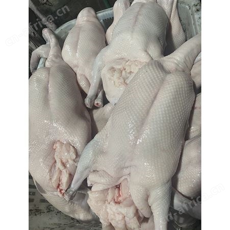 卤鹅翅食材 冷冻大鹅 基地销售 鲜鹅皇