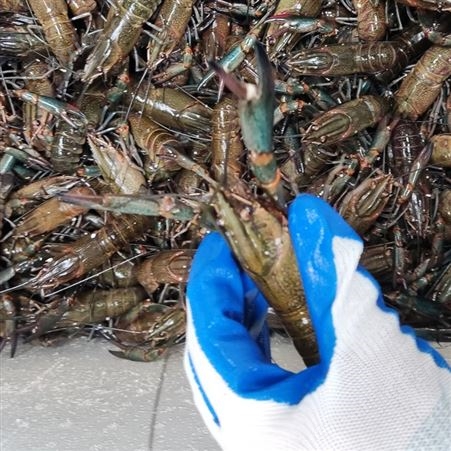 潜江澳洲淡水小龙虾11月新货7钱到9钱规格人工养殖澳龙价格34元每斤