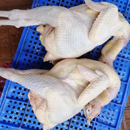 冷冻三黄鸡批发 新鲜三黄鸡