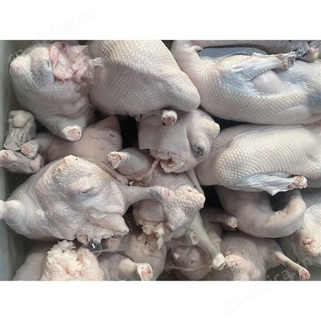 新鲜黑棕鹅现 多肉鹅脚翅 基地直供 鲜鹅皇