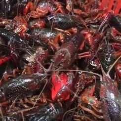 2021年9月大量批发_鲜活小龙虾/清水小龙虾_234规格青虾/红虾_当日发次日达包直达费用
