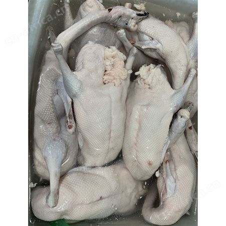 烤鹅专用老鹅 狮头鹅 速冻整鹅烧鹅 黑棕鹅 鲜鹅皇