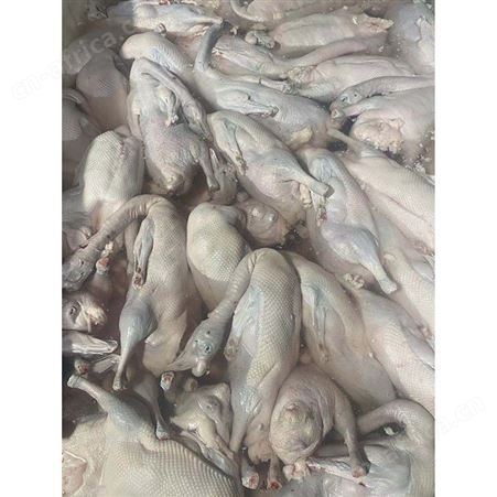 净膛鹅 去膛黑棕鹅 冰鲜鹅 食品黑棕鹅 鲜鹅皇