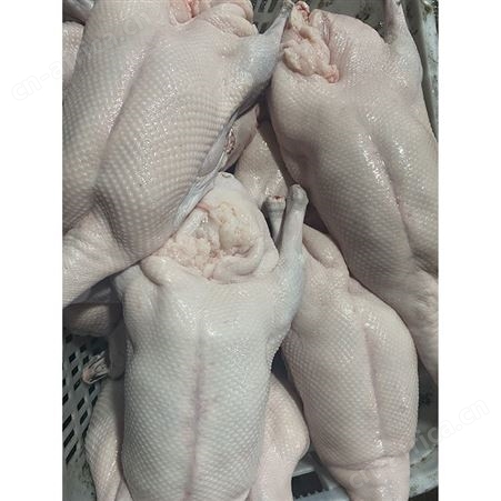 净膛鹅 去膛黑棕鹅 冰鲜鹅 食品黑棕鹅 鲜鹅皇