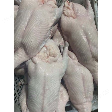 鹅翅膀 食品黑棕鹅 净光鹅 正宗黑棕鹅报价 鲜鹅皇