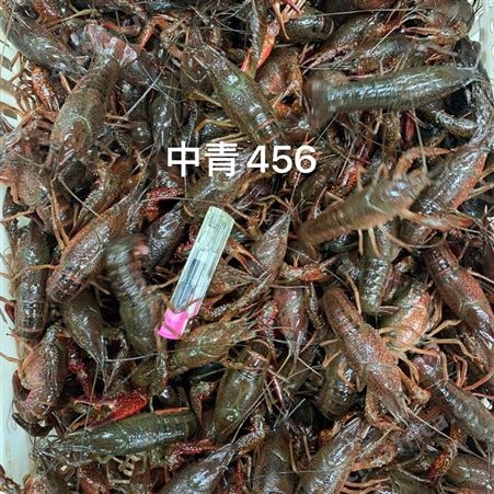 湖北潜江小龙虾鲜活清水活虾30/50斤各种硬规格活体青虾红虾包邮