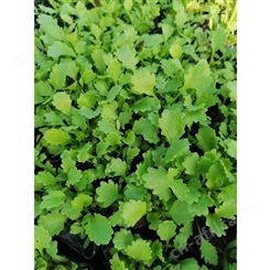 大滨菊_Dingyi/鼎艺_现货供应 承接绿化花卉工程