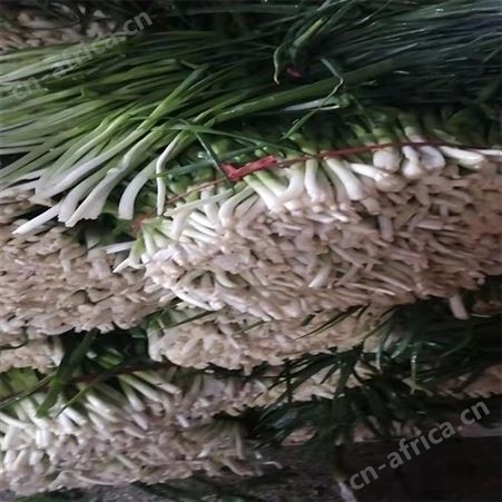 出售新鲜小香葱段 开袋即用成品速冻葱圈可调料调味绿拓食品