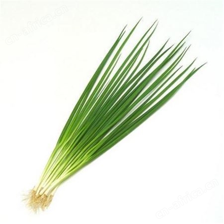 绿拓食品速冻香葱段 冷冻蔬菜加工厂