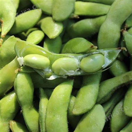 日照绿拓食品-优质速冻毛豆批发-厂家现货供应