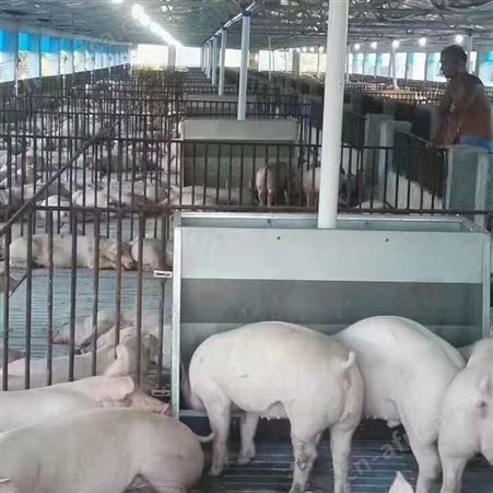 华清环保 猪舍自动料线 养猪场料线 料线主机批发报价 工厂直发